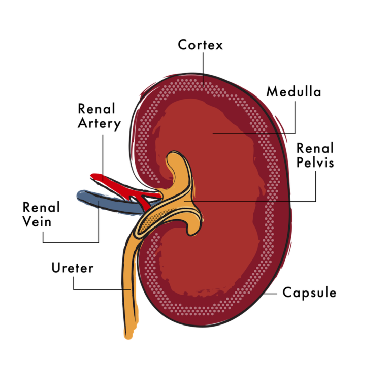 kidney-disease-in-dogs-medicus-veterinary-diets