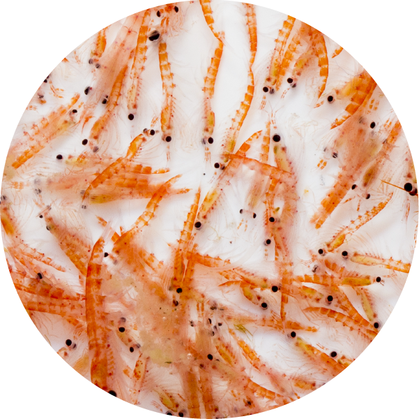 Ingredient Icons_Krill