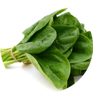Ingredient Icons_Spinach