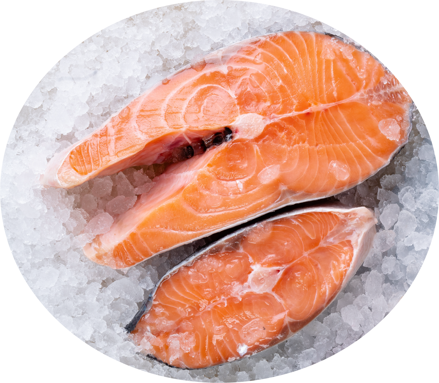 Salmon