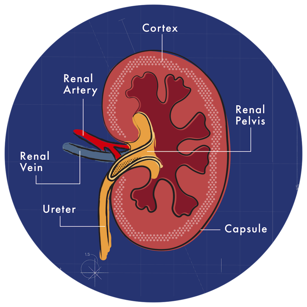 kidney-disease-in-cats-medicus-veterinary-diets