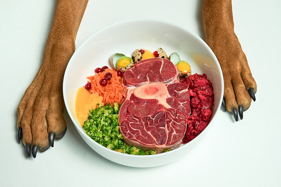 Natural Raw organic dog food in bowl and dog's paws on white background. BARF dog diet. Raw meat, eggs, vegetables.